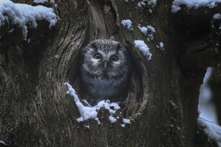 09_-_whispers_in_the_woods_-__vincent_munier