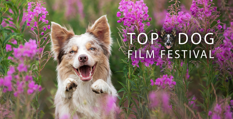 top_dog_-_red_hot_arts_website_-_main_event_image